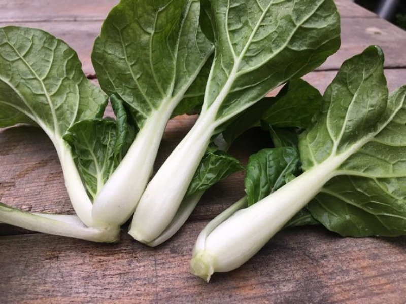 苦苣菜10~12厘米