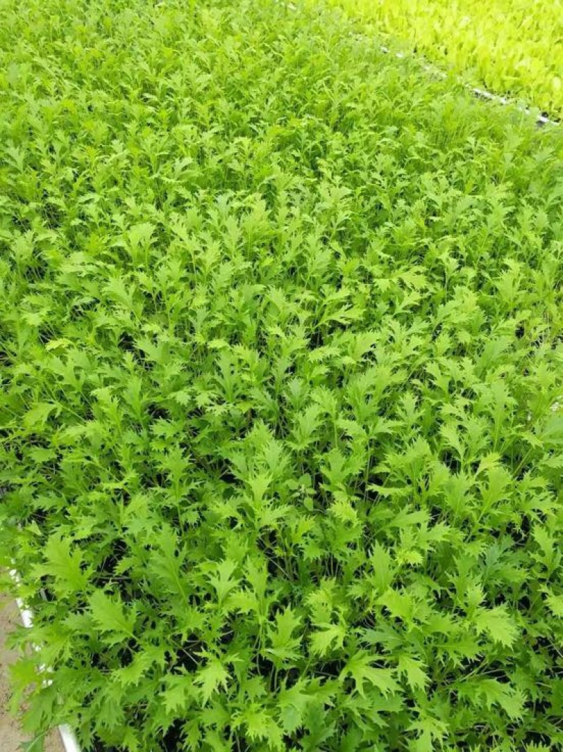苦苣菜10~12厘米