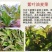 苦苣菜10~12厘米