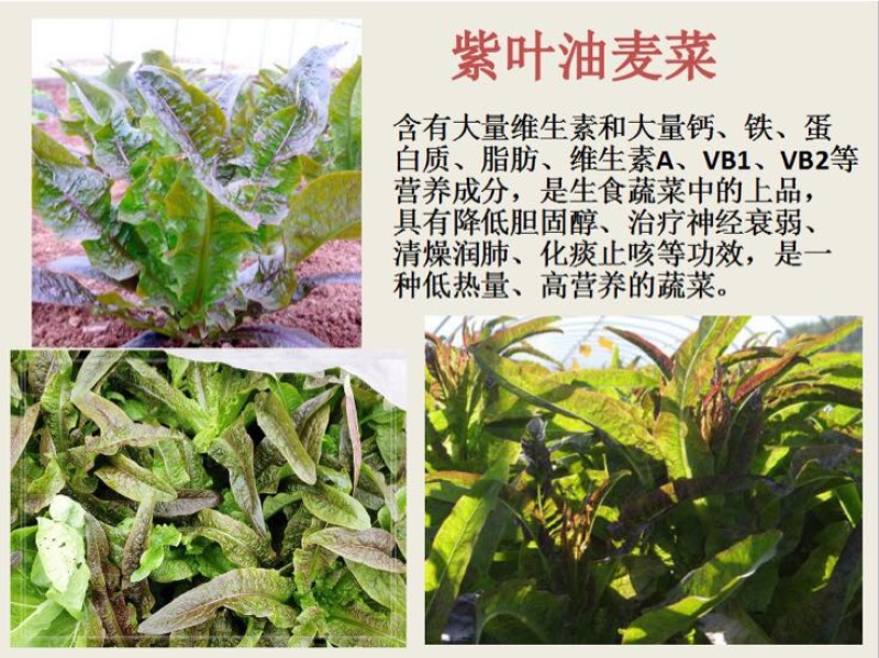 苦苣菜10~12厘米