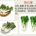 苦苣菜10~12厘米