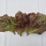 苦苣菜10~12厘米