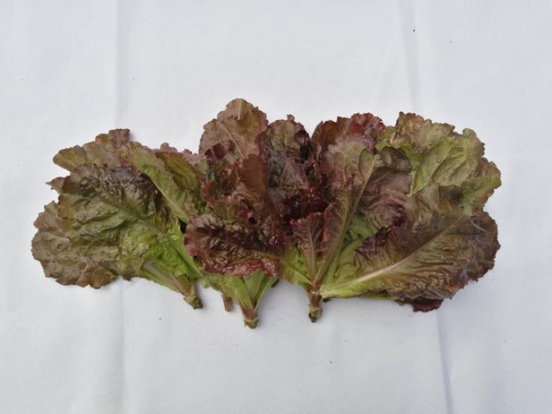 苦苣菜10~12厘米