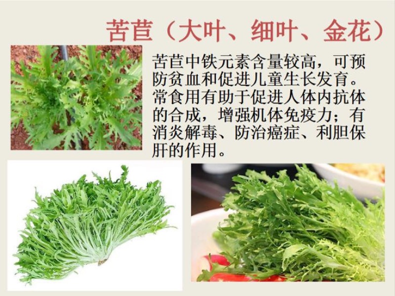 苦苣菜10~12厘米