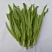 苦苣菜10~12厘米