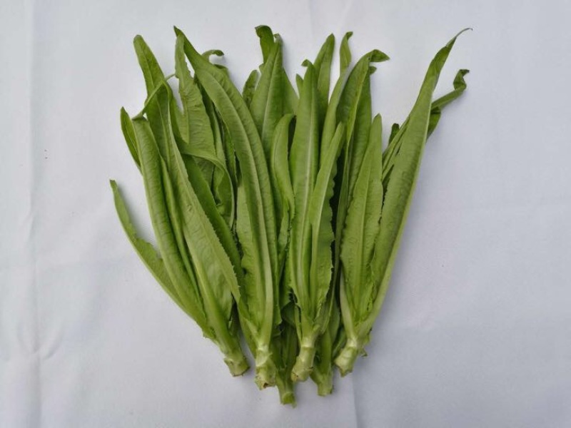 苦苣菜10~12厘米