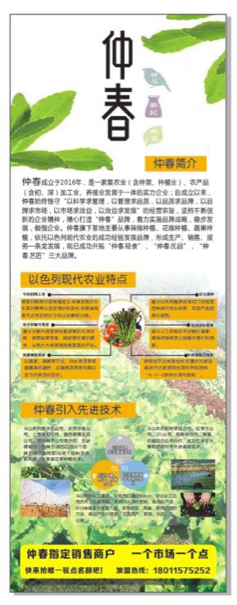 苦苣菜10~12厘米