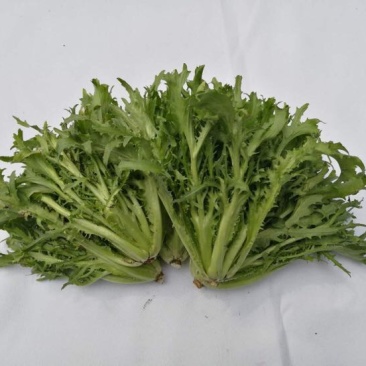 苦苣菜10~12厘米
