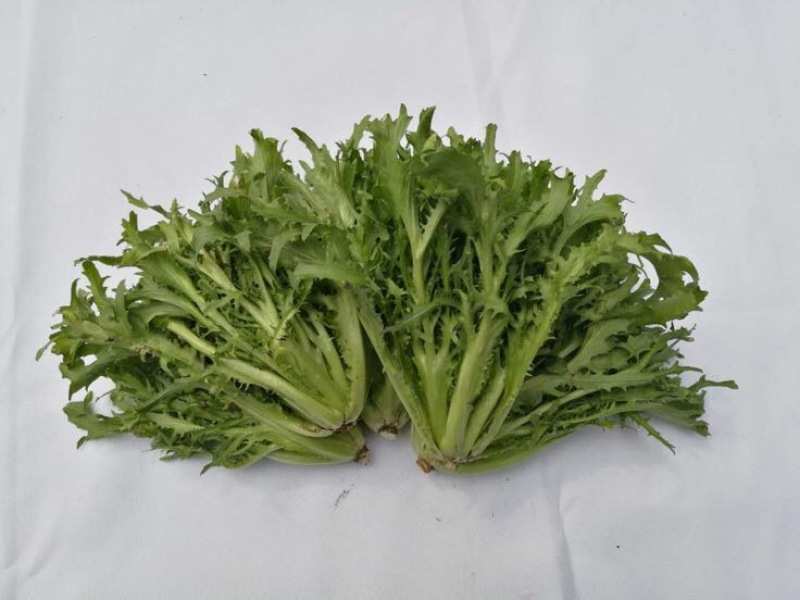 苦苣菜10~12厘米