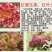 苦苣菜10~12厘米