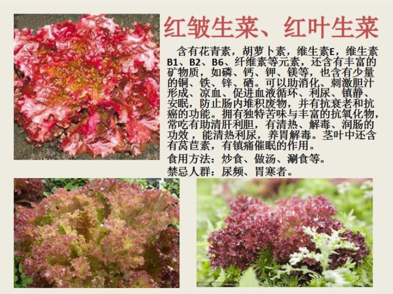 苦苣菜10~12厘米