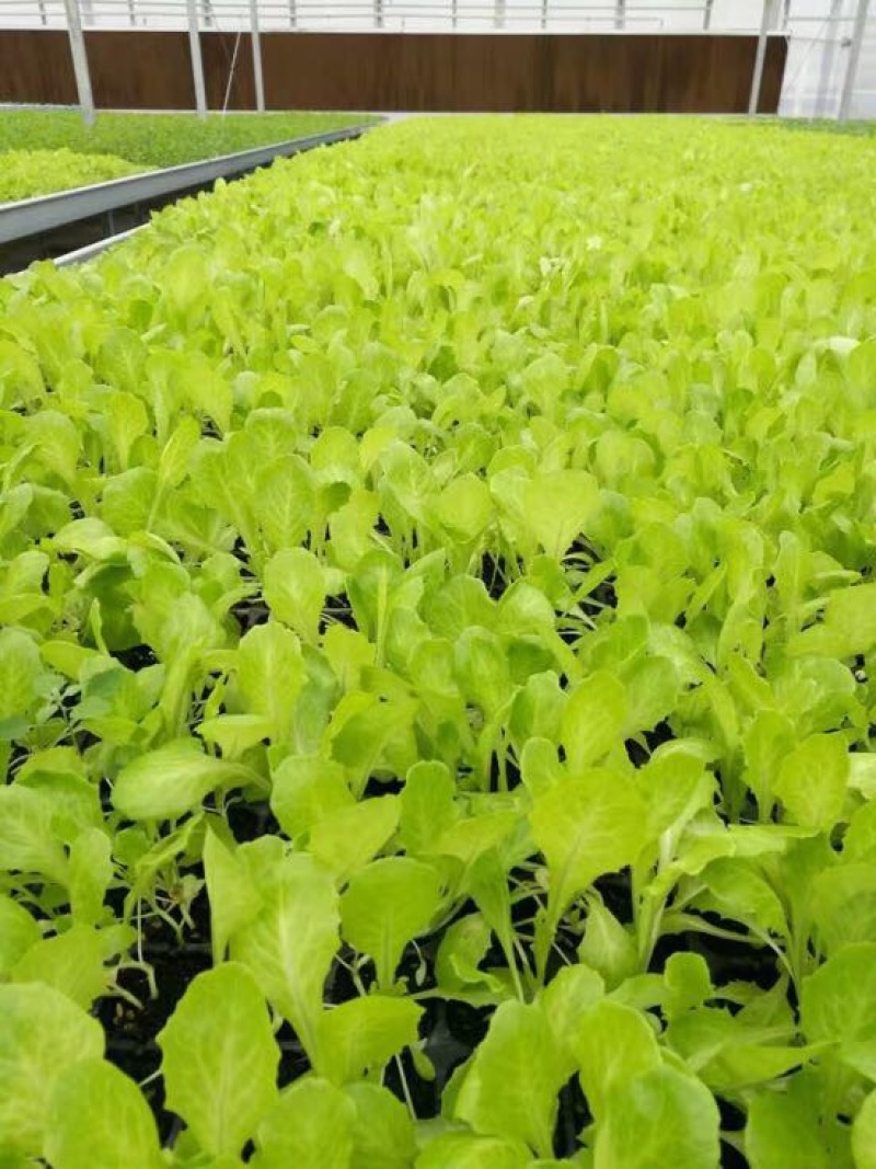 苦苣菜10~12厘米