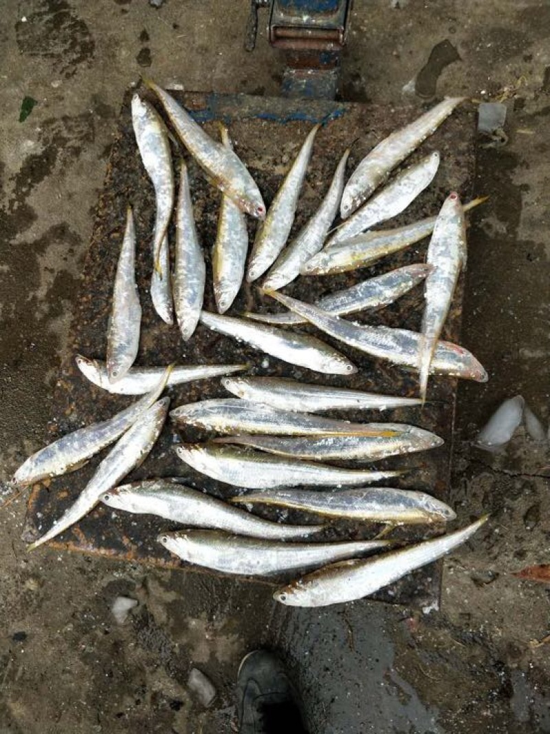刀鱼食用冻鱼