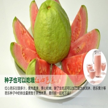 西瓜红心芭乐番石榴苗30~50cm