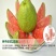 西瓜红心芭乐番石榴苗30~50cm