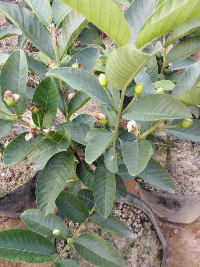 西瓜红心芭乐番石榴苗30~50cm
