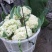 浙江菜花-松花菜2~3斤散花乳白一手货源