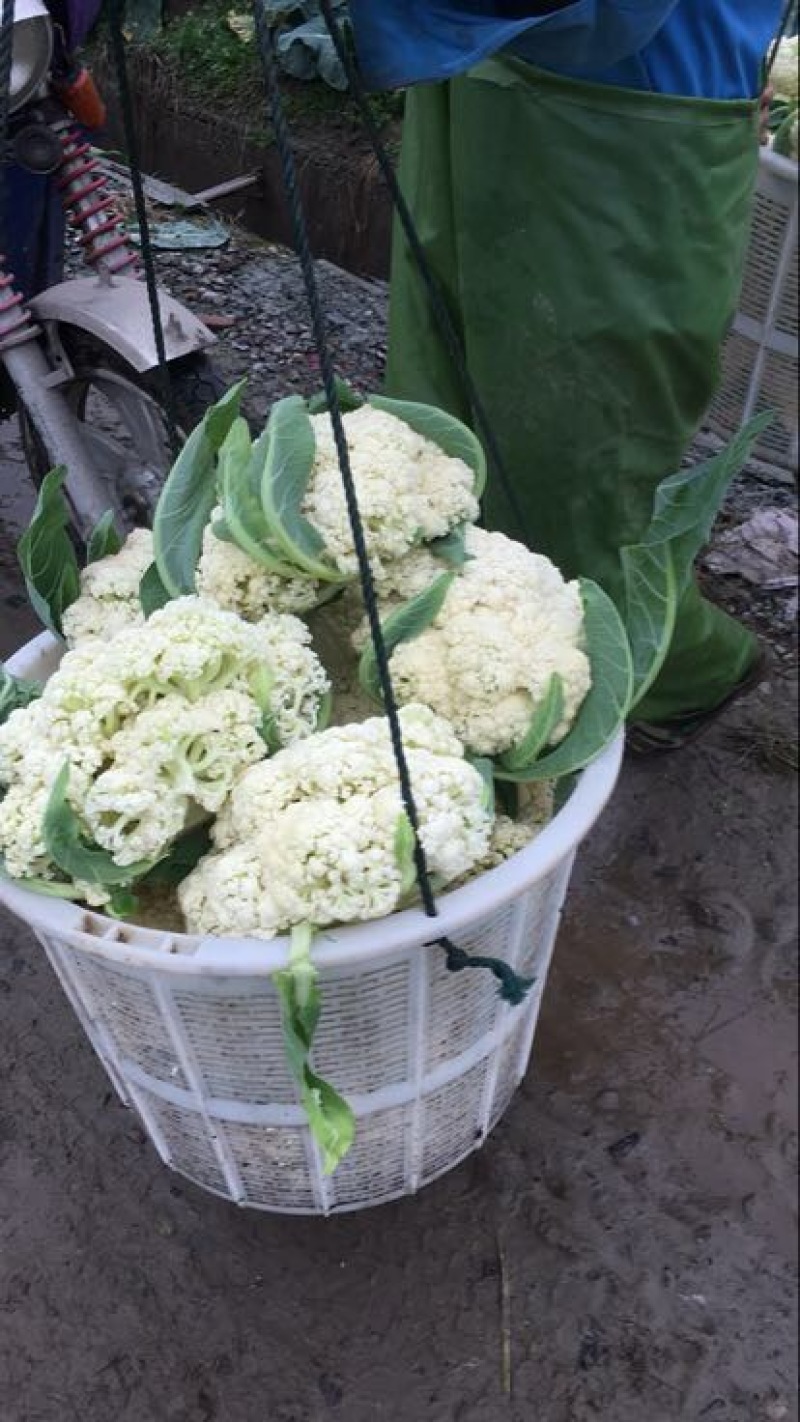 浙江菜花-松花菜2~3斤散花乳白一手货源