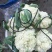 浙江菜花-松花菜2~3斤散花乳白一手货源