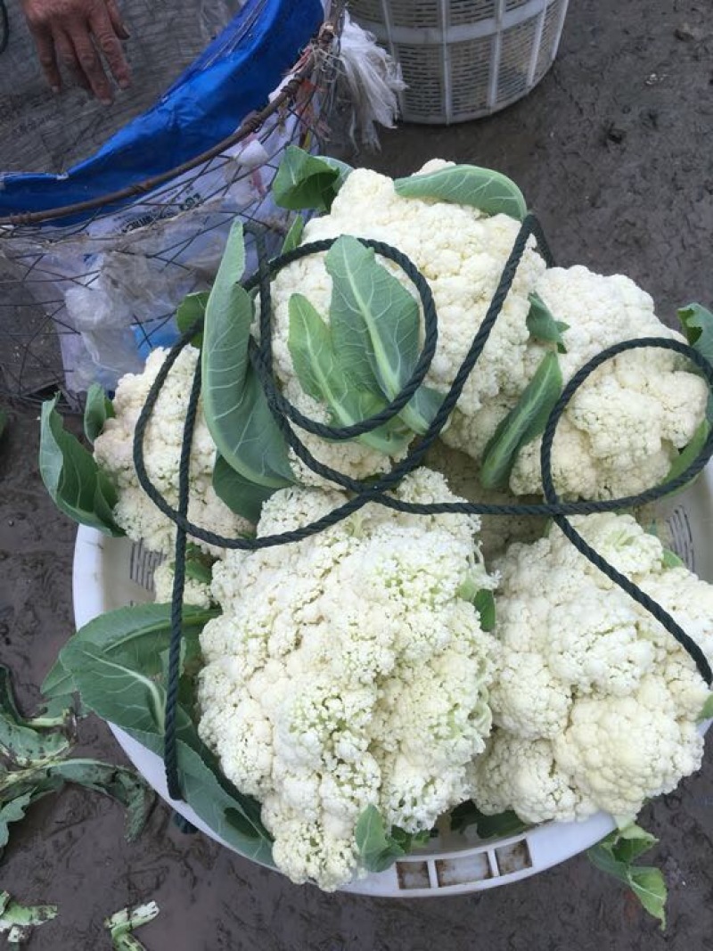 浙江菜花-松花菜2~3斤散花乳白一手货源