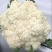 浙江菜花-松花菜2~3斤散花乳白一手货源