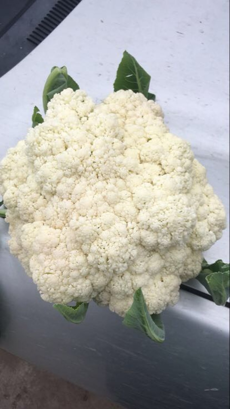浙江菜花-松花菜2~3斤散花乳白一手货源