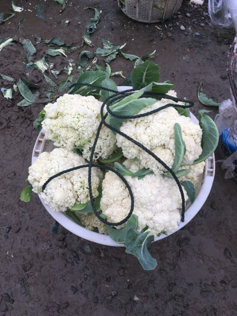 浙江菜花-松花菜2~3斤散花乳白一手货源