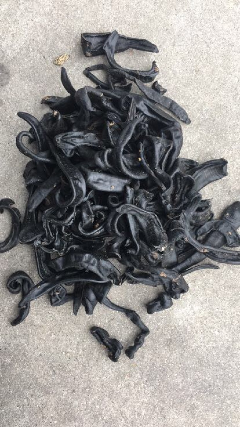 宽体金线蛭药用