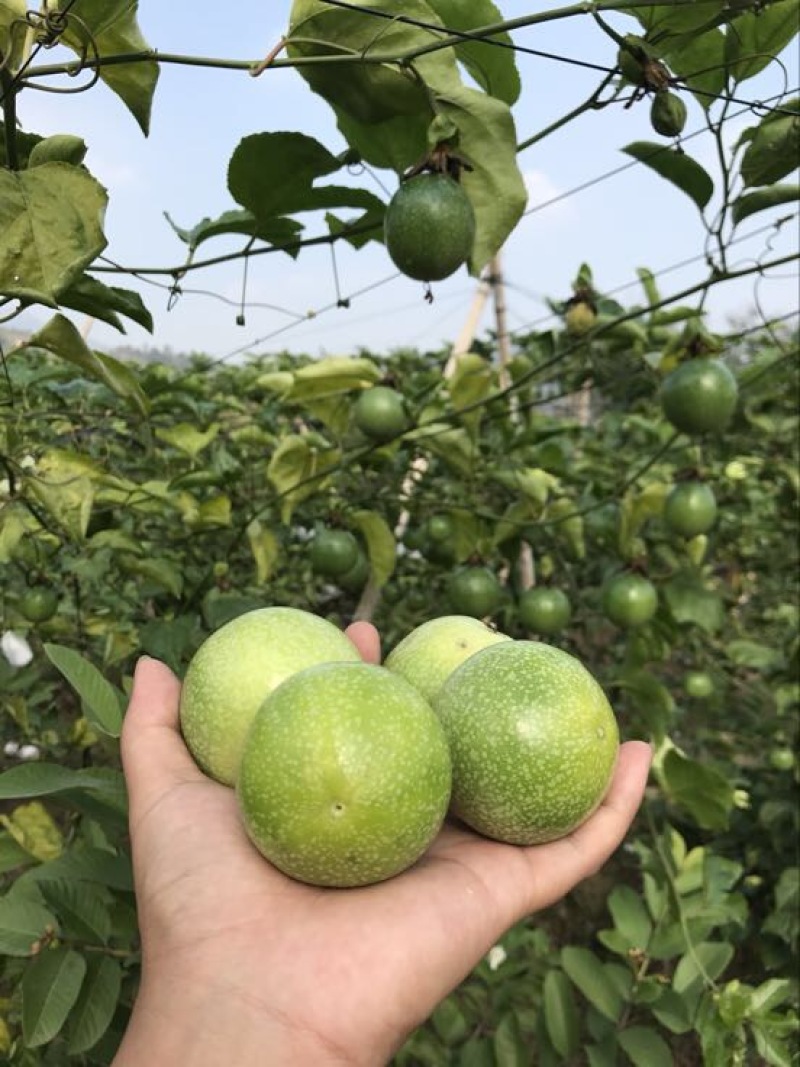 黄金百香果苗10~20cm高品质水果