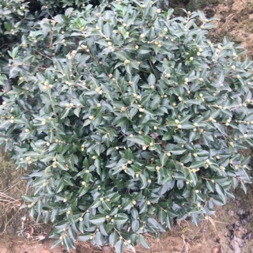 冬茶梅4~6cm4~6cm0.5~1米
