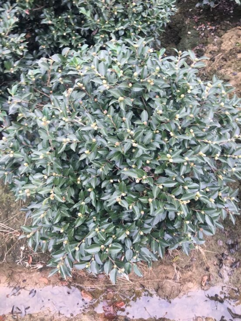 冬茶梅4~6cm4~6cm0.5~1米