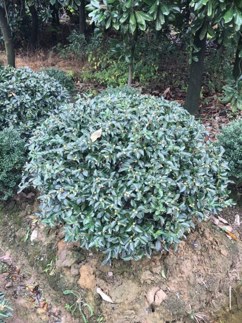 冬茶梅4~6cm4~6cm0.5~1米