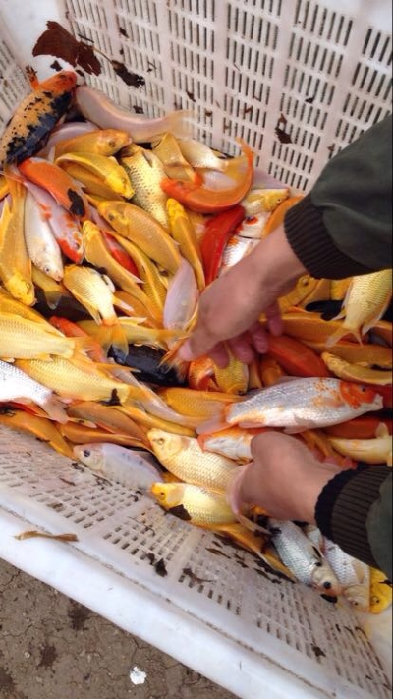 锦鲤鱼苗2两