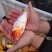 锦鲤鱼苗2两