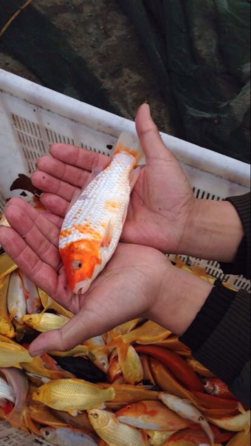 锦鲤鱼苗2两