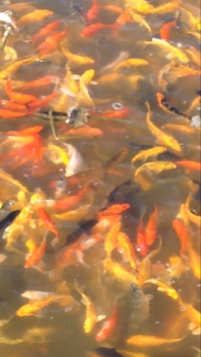 锦鲤鱼苗2两