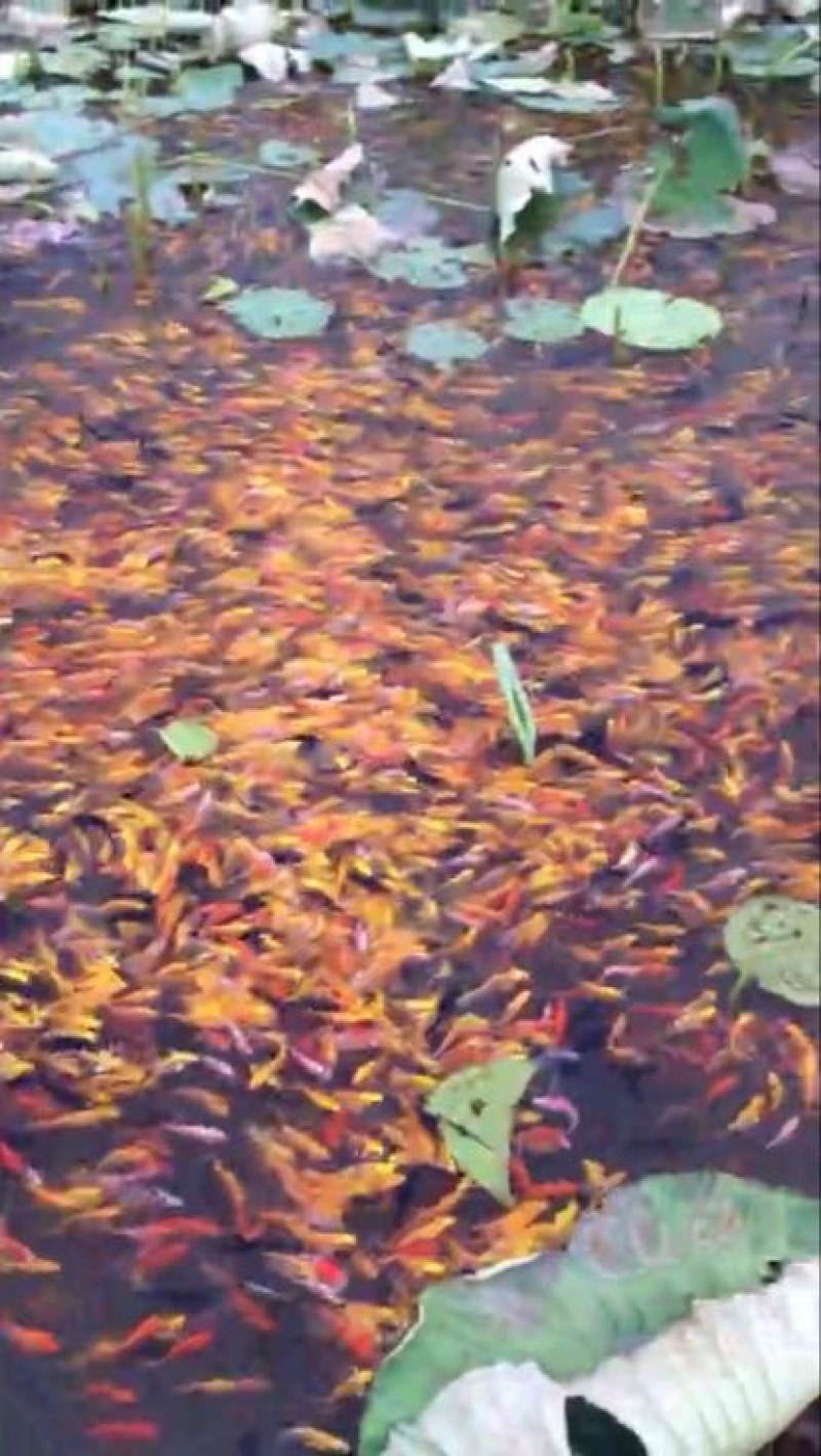 锦鲤鱼苗2两