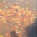 锦鲤鱼苗2两