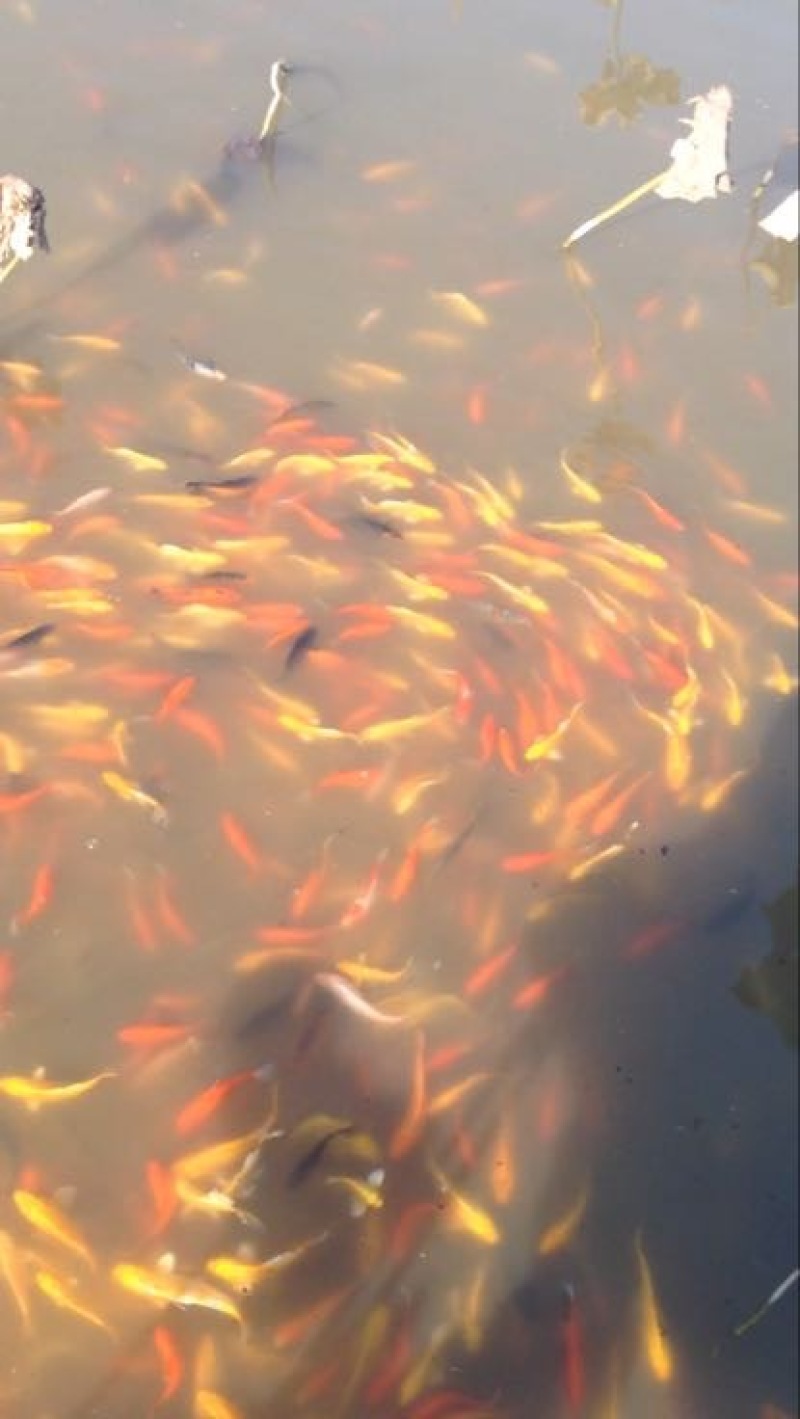 锦鲤鱼苗2两