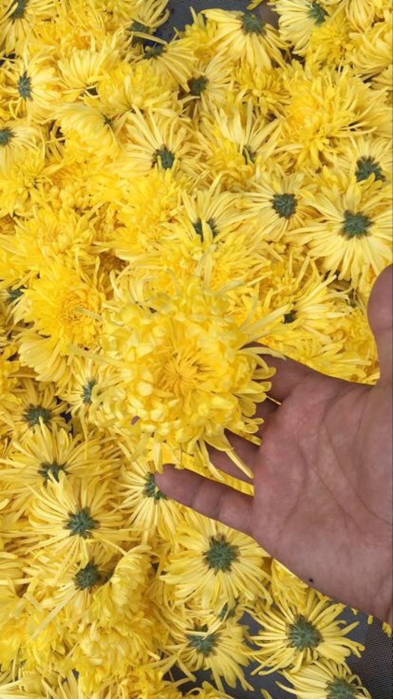 金丝皇菊茶一级