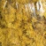 金丝皇菊茶一级