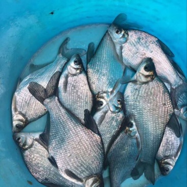 鳊鱼25~30cm食用活鱼