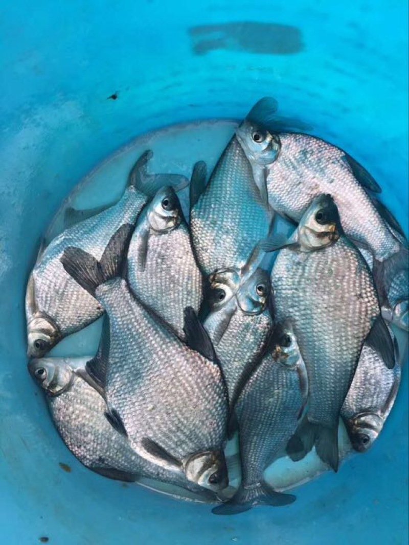 鳊鱼25~30cm食用活鱼