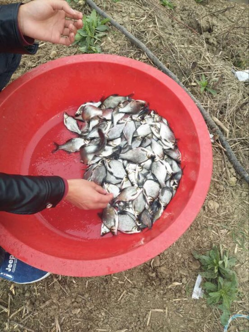鳊鱼25~30cm食用活鱼