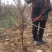 葡萄树80~110cm