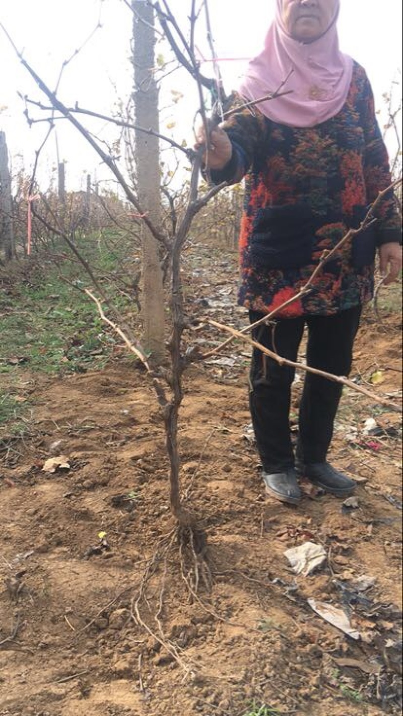 葡萄树80~110cm