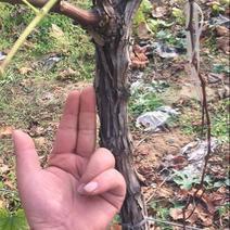 葡萄树80~110cm