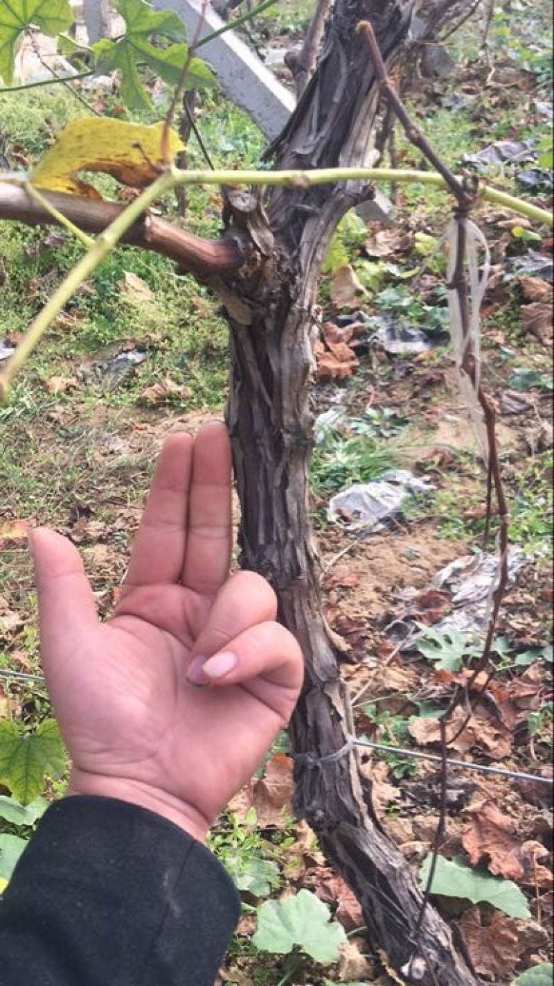 葡萄树80~110cm