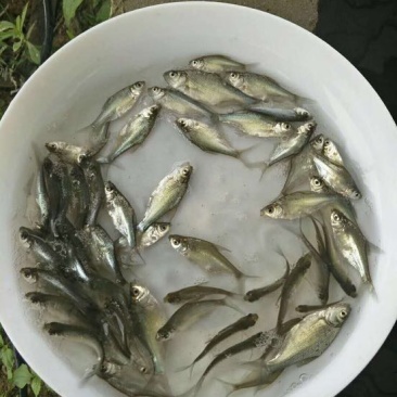 鳊鱼鱼苗白鲢鱼苗调节水质
