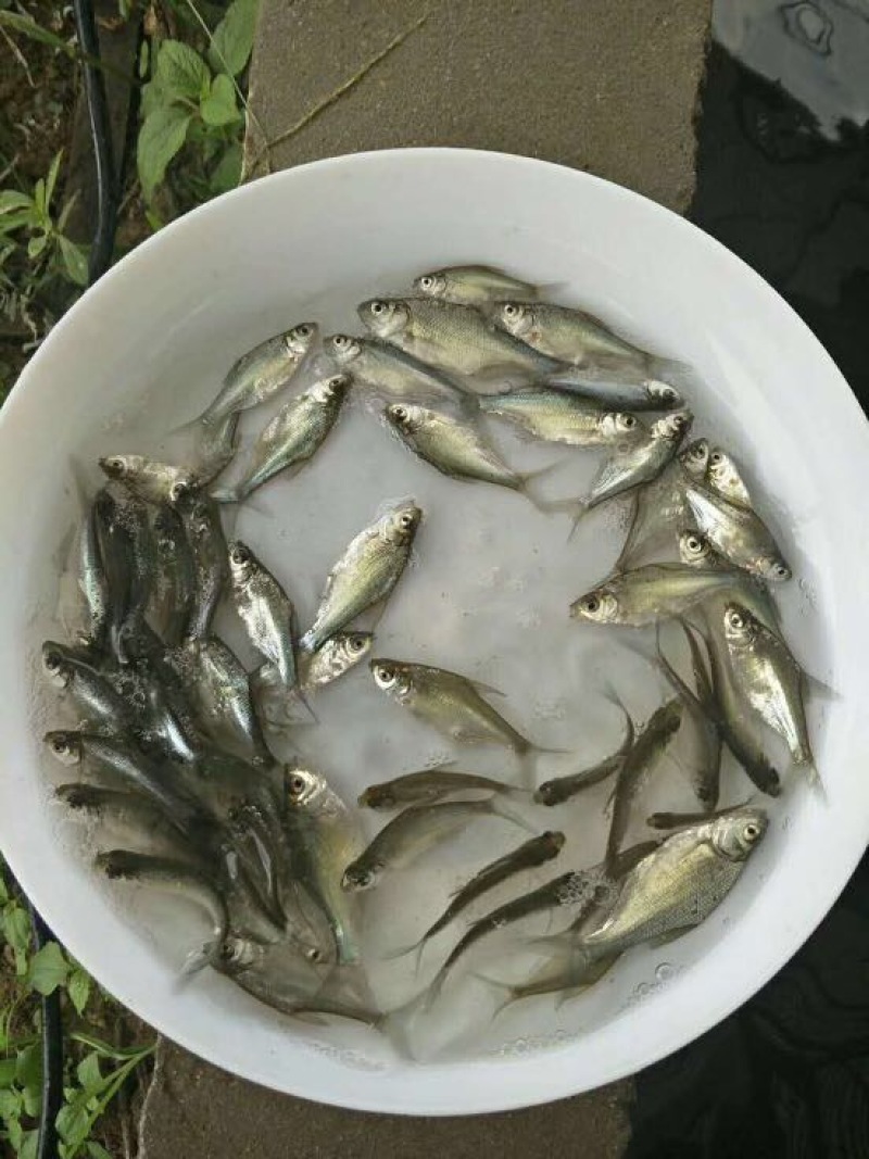 鳊鱼鱼苗白鲢鱼苗调节水质